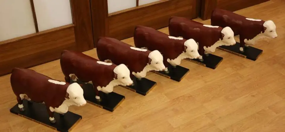 Kazak White Bull — photo 2